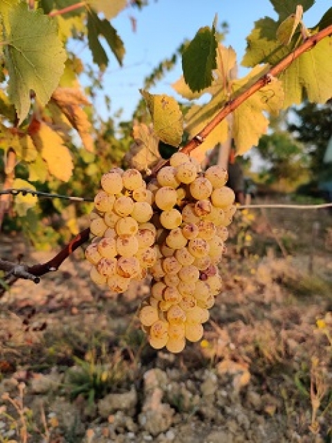 Chenin