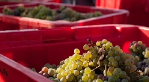 Vendanges chenin