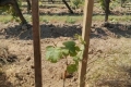 PLANT PLANTE